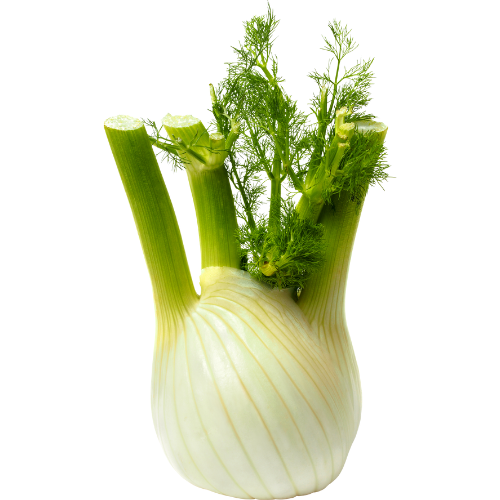 FINOCCHI – FENNEL